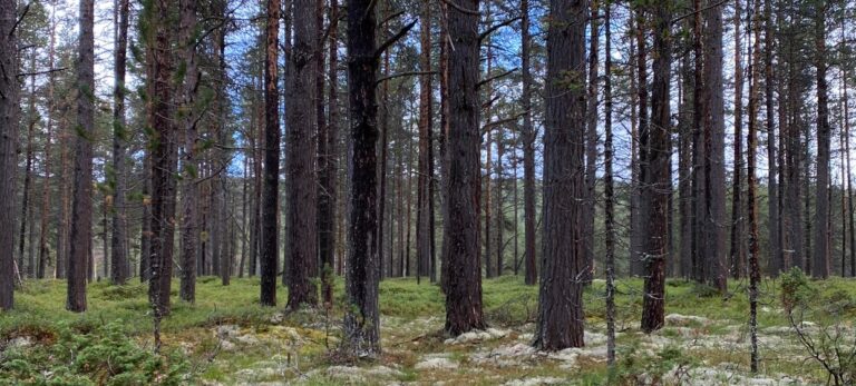 9145cb6a29d7a35d1906a762c365d1be