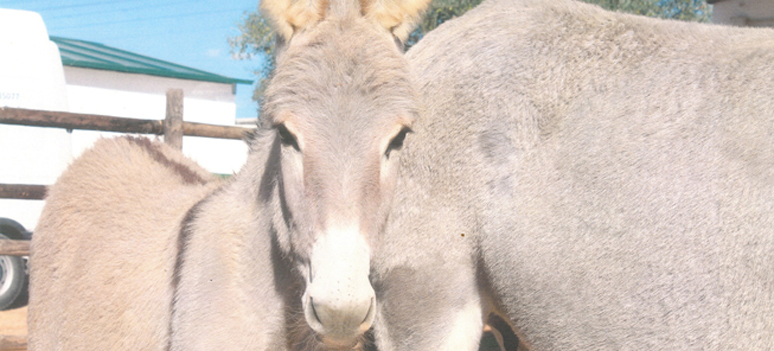 Burro