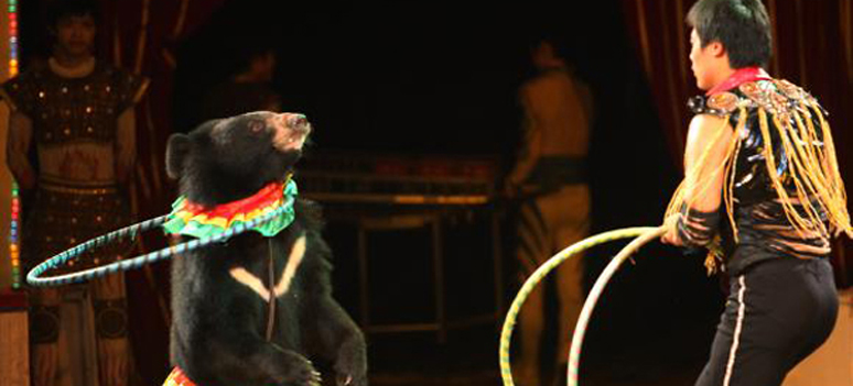 Cirkus