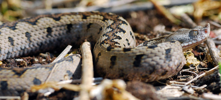 Dyreliv i Andalucia. Del 1 Slanger