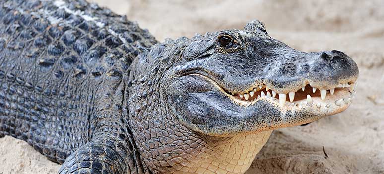 Krokodille