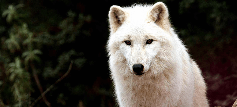 Lobo Park