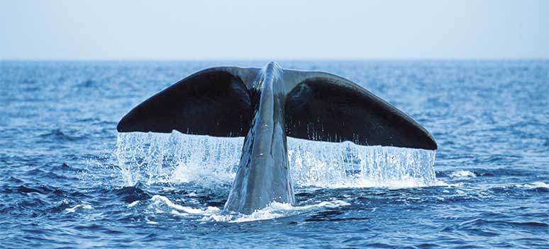 Sperm Whale c firmm