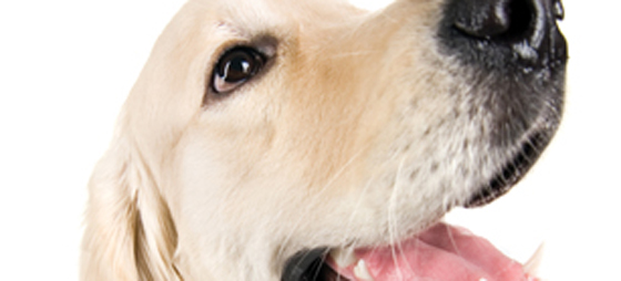 bb1133ba54b06abae4bf6c31b8bf333d