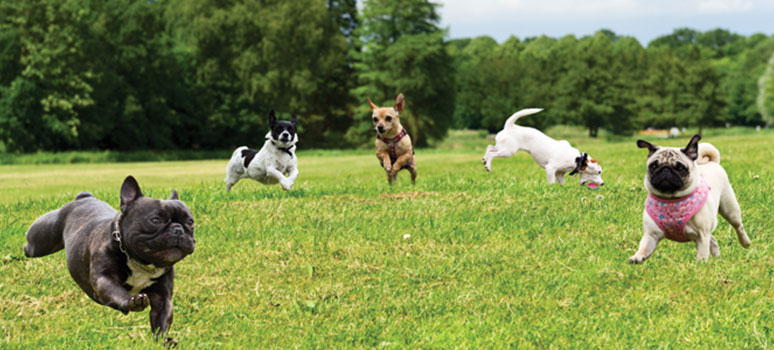 nyhed-hunde
