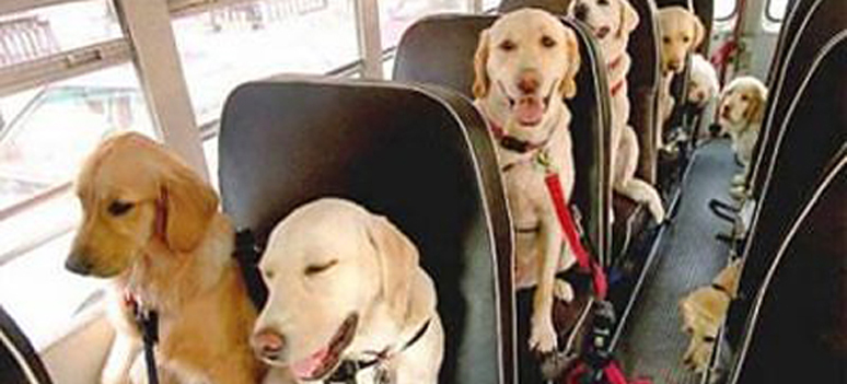 perros-bus