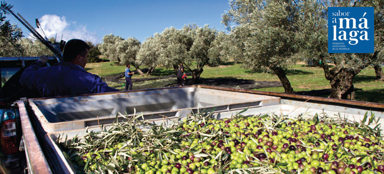 saborAMalaga oliven