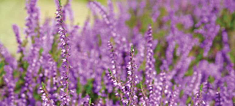 shutterstock 114391861