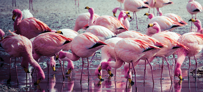 shutterstock 172223054 jpgflamingo-2