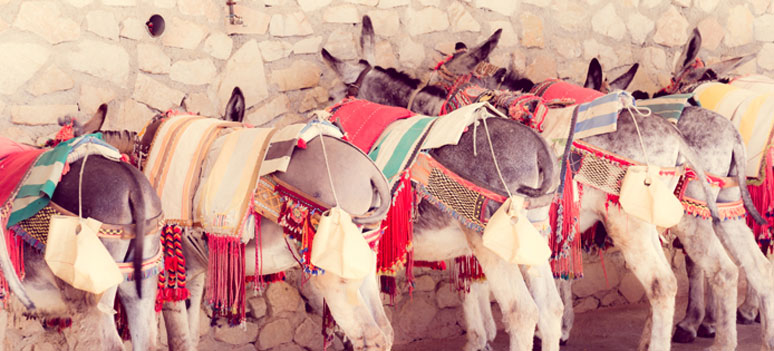 shutterstock 204295420