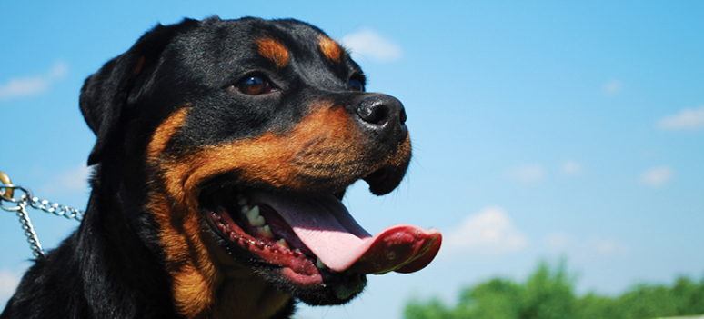 shutterstock 55388083