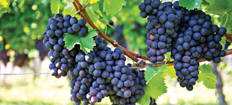 shutterstock 94748437