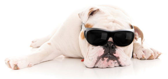 shutterstock 96774991 cut