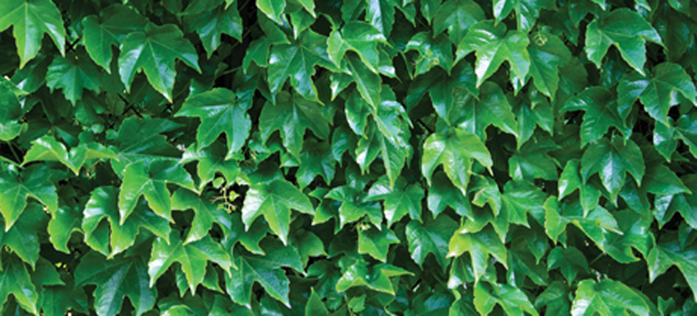 shutterstock 98534966