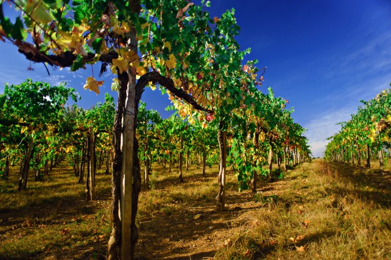 Beauty,Of,Vineyards,In,Autumnal,Colors,Ready,For,Harvest,And