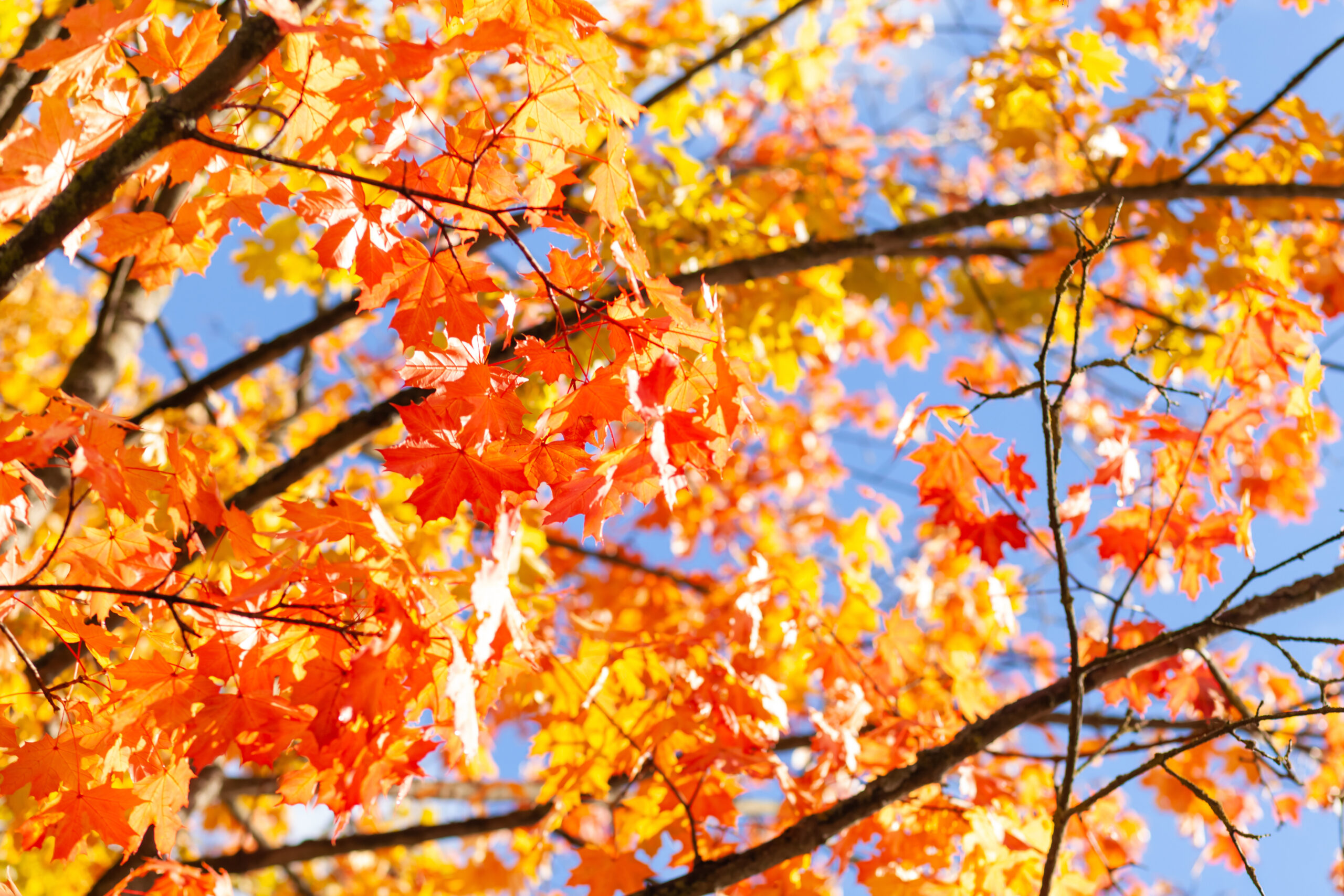 El Veranillo de San Miguel (”Indian summer”)