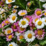 9 hageplanter som ikke krever for mye vann