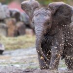 Ny elefant på Selwo Aventura