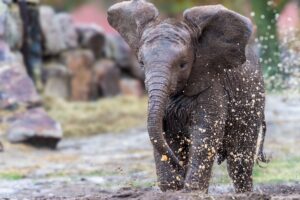 Ny elefant på Selwo Aventura