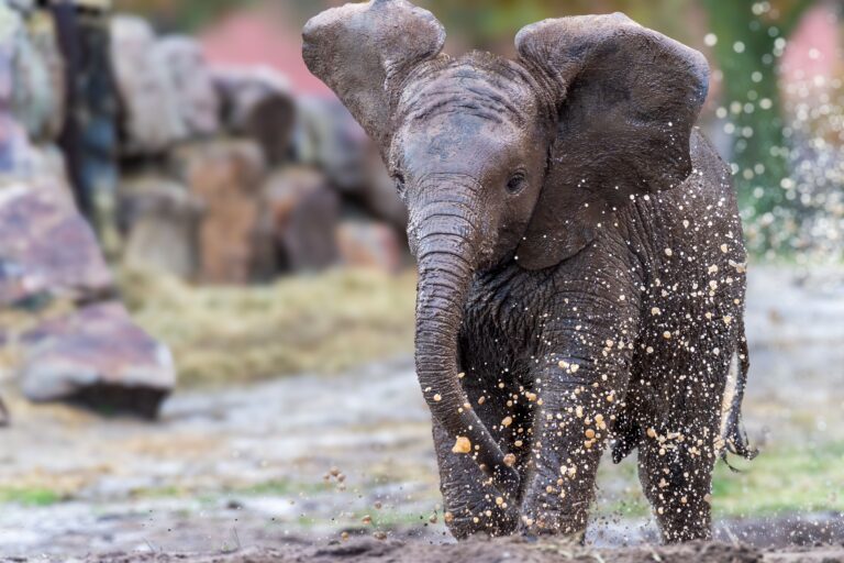 Ny elefant på Selwo Aventura