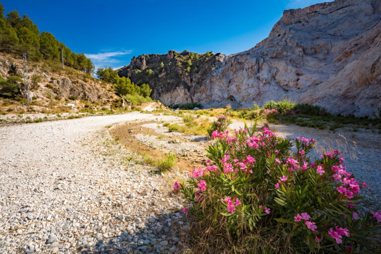 Pink,Wild,Flowers,Oleanders,Blooming,In,Flowering,In,Dry,River