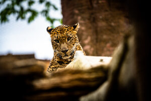 Magiske sommerkvelder i Bioparc Fuengirola