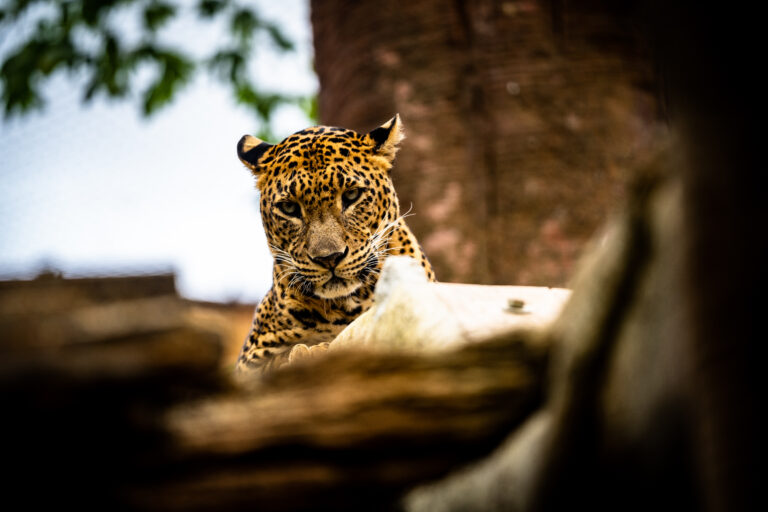 Magiske sommerkvelder i Bioparc Fuengirola