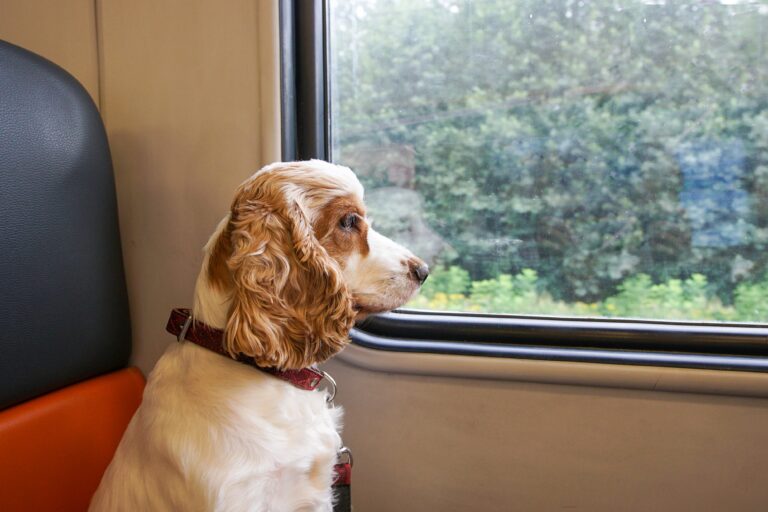 Renfe tillater hunder opptil 40 kg